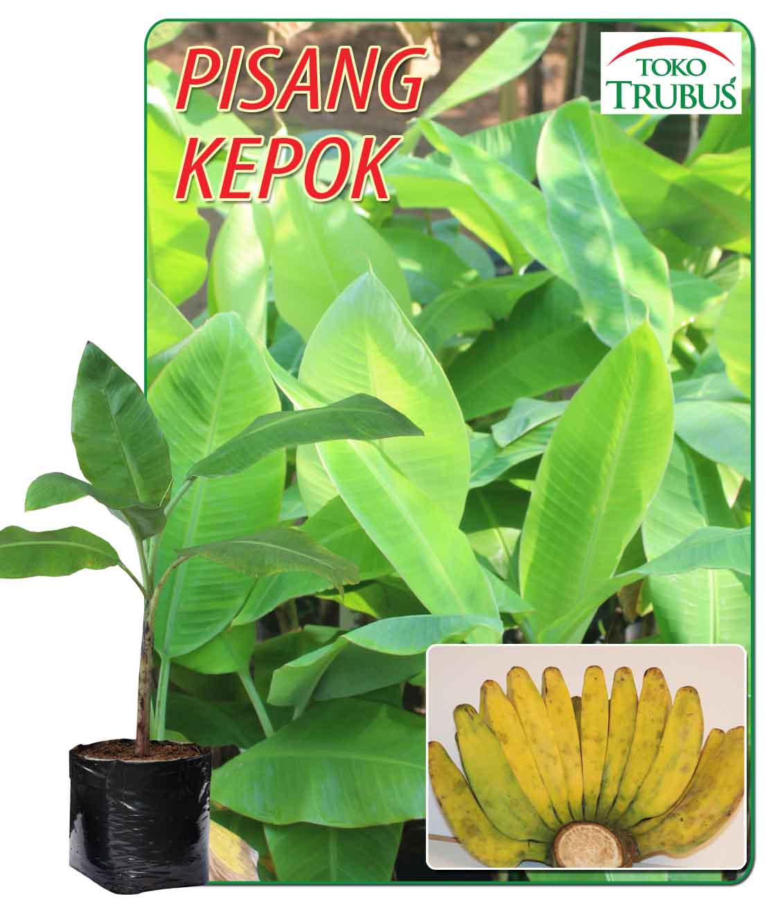  Bibit Pisang Kepok  Legit dan Pulen Toko Trubus Official