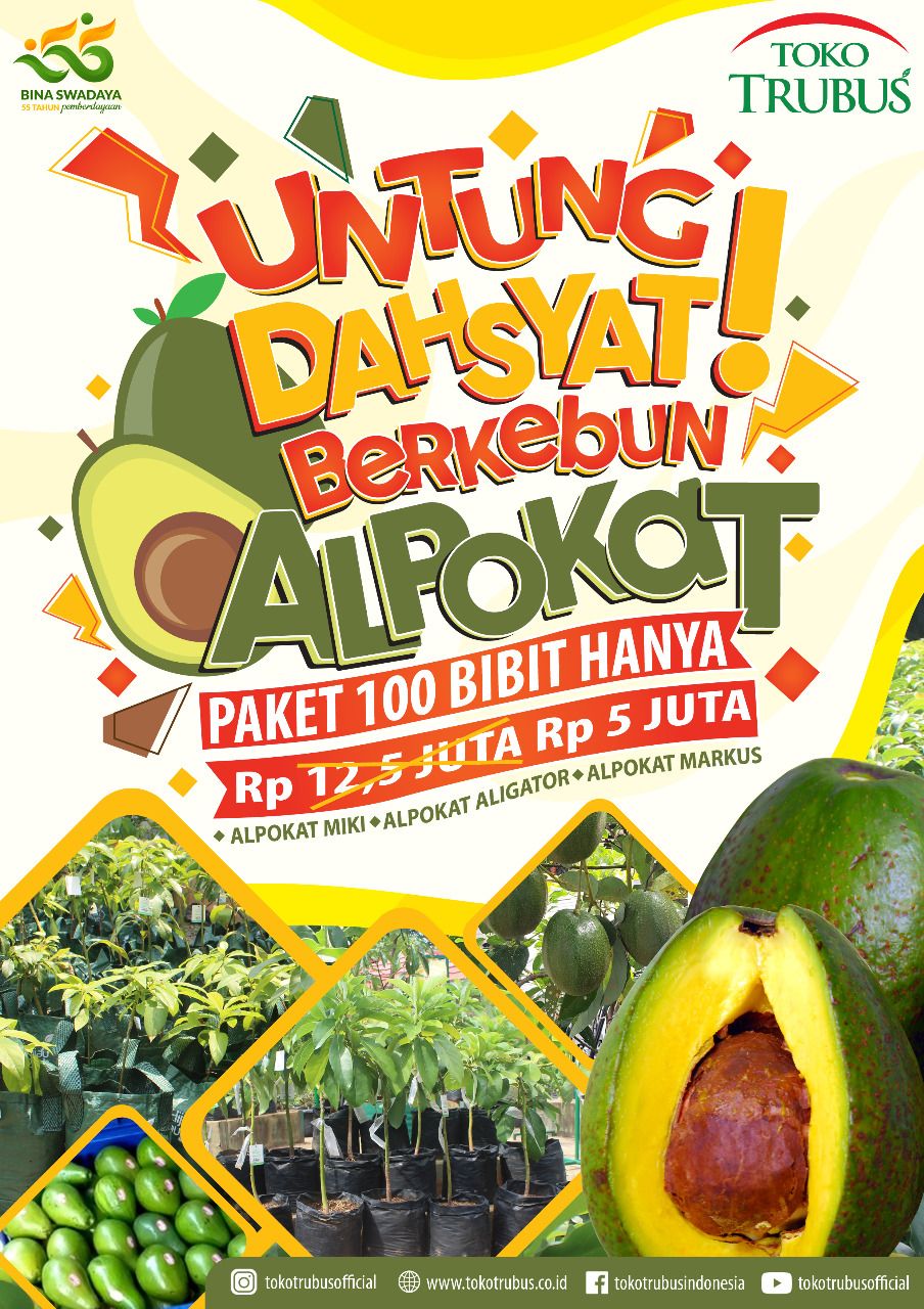 PAKET BERKEBUN ALPUKAT 100 POHON